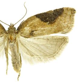  A. comariana 