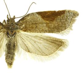  Female
