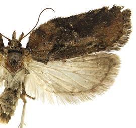  Male
