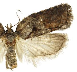  Female

