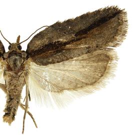  Male
