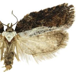  Male
