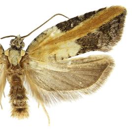  A. gloverana 
