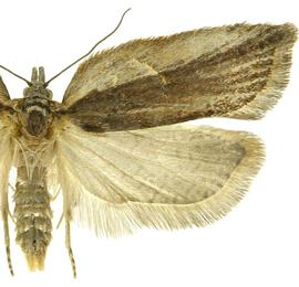 Female
