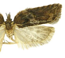  Female
