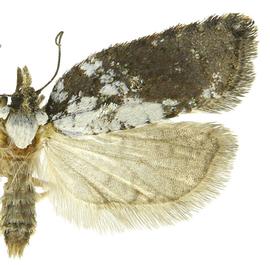  A. hastiana  or  A. pulverosana 