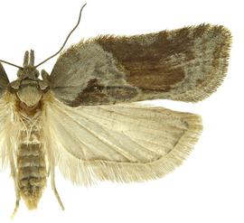  Female
