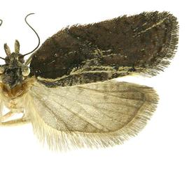  Female
