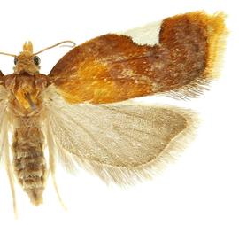   A. holmiana 
