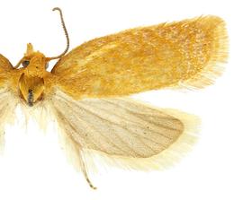   A. minuta 
