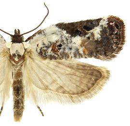   A. nivisellana 

