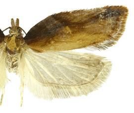  Female
