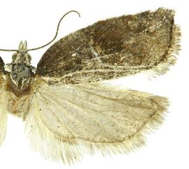  Male
