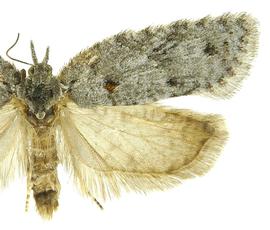  Female
