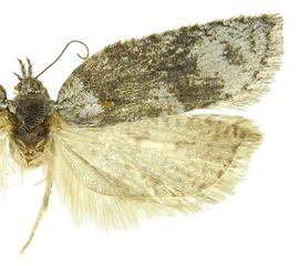  Female
