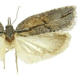  Male
