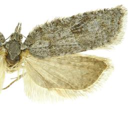  Male
