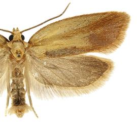  Male
