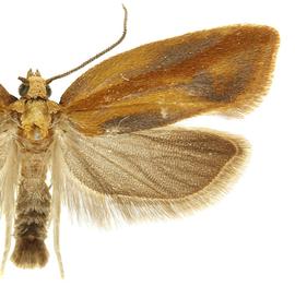  Male

