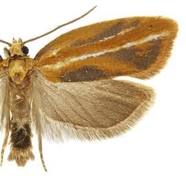   A. variana 
