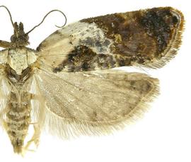  Female
