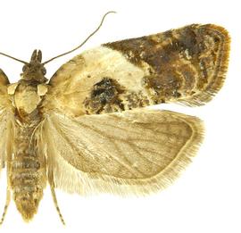  Female
