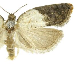   A. variegana 
