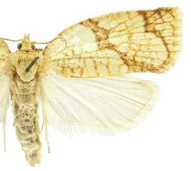  Female
