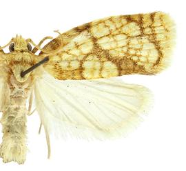  Male
