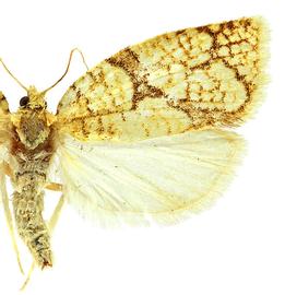  Female
