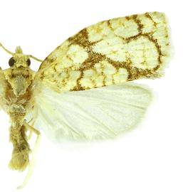  Male
