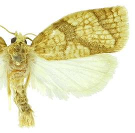  Male
