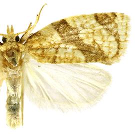  Male
