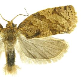  Male
