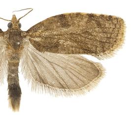  Male
