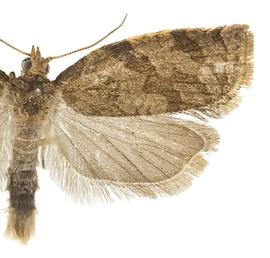  Male
