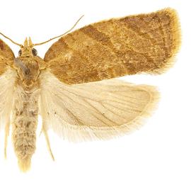  Female
