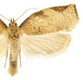  Male
