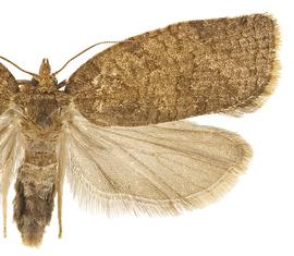  Female
