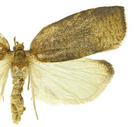   A .  cuneanum 
