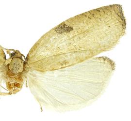   A .  cuneanum 
