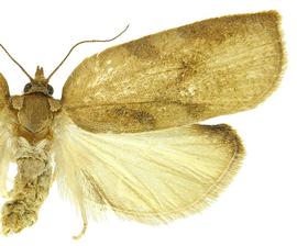   Amorbia emigratella 
