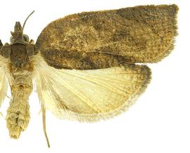  Female

