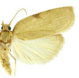  Male
