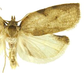  Male
