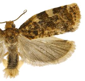   Archips argyrospila 

