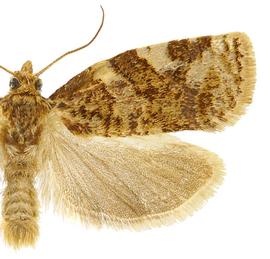   A .  argyrospila 
