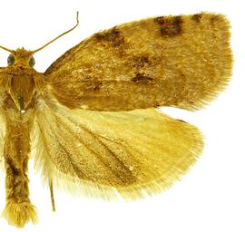   A .  cerasivorana 
