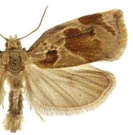   A .  crataegana 
