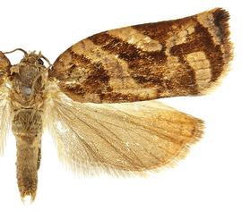  Female

